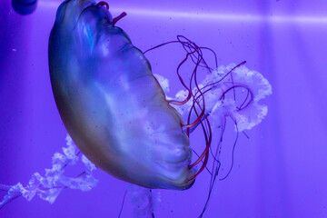 Close up on the jellyfish in the tank, Qingdao, China