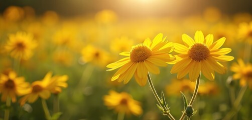Fototapeta premium Field of yellow arnica flowers bathed in warm sunlight. Delicate petals and green stems create a soft natural backdrop. Perfect for herbal remedies and botanical themes.