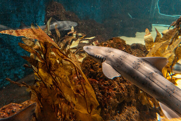 Close up on the reef shark in the kelp in the aquarium, Qingdao, China