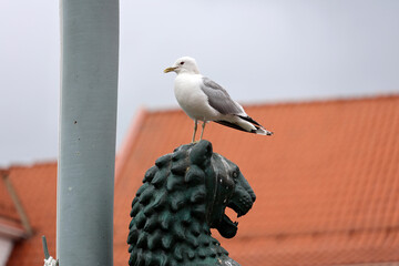 Seagull on a lion head statue in the Norwegian city of Bergen 