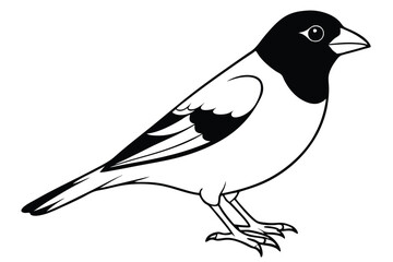Obraz premium finch silhouette line art vector illustration with a white background