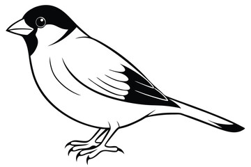 Obraz premium finch silhouette line art vector illustration with a white background