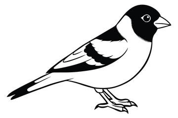 Obraz premium finch silhouette line art vector illustration with a white background