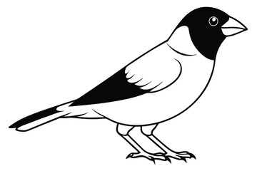 Obraz premium finch silhouette line art vector illustration with a white background