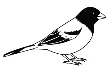 Obraz premium finch silhouette line art vector illustration with a white background