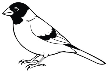 Obraz premium finch silhouette line art vector illustration with a white background