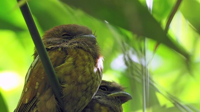 Gould's frogmouth is a species of bird that inhabits the forests of southern Thailand.