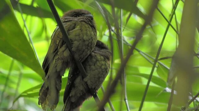 Gould's frogmouth is a species of bird that inhabits the forests of southern Thailand.