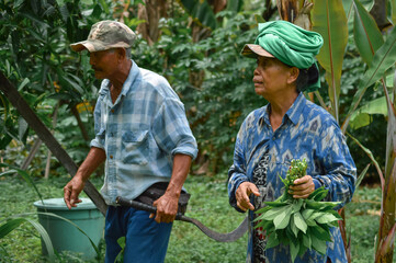 An older man carries a large scythe while his wife follows holding fresh cassava leaves, as they...