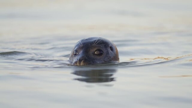 Low angle frontal view on face of cute common harbor seal swimming in calm ocean