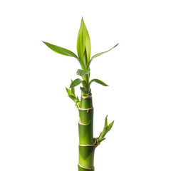 Naklejka premium Bamboo stalk with new growth (duplicate) 