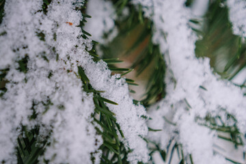 Close-up of evergreen branches covered in fresh snow, showcasing the intricate details of nature's...