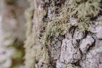 Close-up view of textured tree bark covered in vibrant green moss, showcasing the intricate details of nature's beauty and the relationship between flora and wood