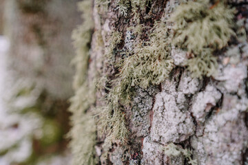 Close-up view of textured tree bark covered in vibrant green moss, showcasing intricate details of nature's beauty and the ecosystem's delicate balance