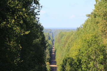 Obraz premium an old dirt road in a dense forest on a sunny day