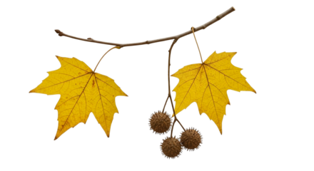 Two bright yellow maple leaves and three spiky seed pods hanging from a thin branch isolated on a transparent background