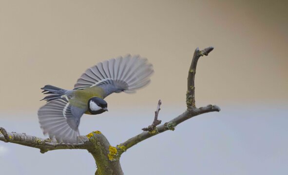 Maise im Flug