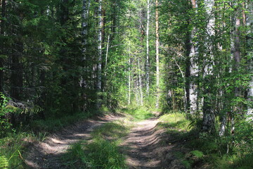Fototapeta premium a country road in a beautiful forest on a sunny summer day