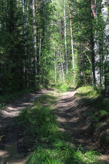 Obraz premium An old road in a dense forest at the end of summer