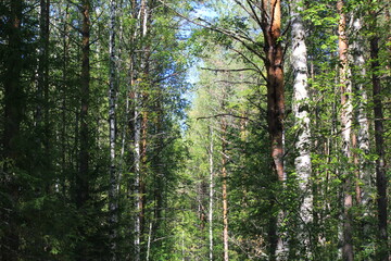 Obraz premium forest of northeastern Europe in late summer
