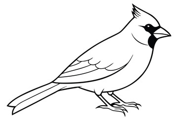 Obraz premium cardinal silhouette line art vector illustration with a white background