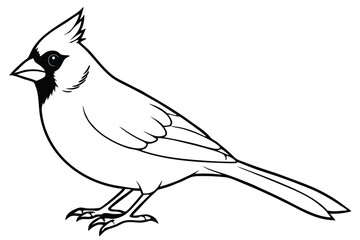 Obraz premium cardinal silhouette line art vector illustration with a white background