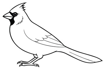Obraz premium cardinal silhouette line art vector illustration with a white background
