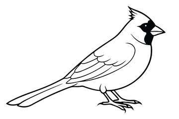 Obraz premium cardinal silhouette line art vector illustration with a white background