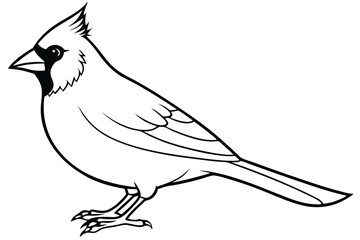 Obraz premium cardinal silhouette line art vector illustration with a white background