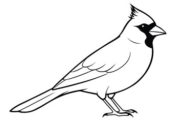 Obraz premium cardinal silhouette line art vector illustration with a white background