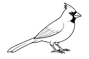 Obraz premium cardinal silhouette line art vector illustration with a white background