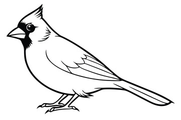 Obraz premium cardinal silhouette line art vector illustration with a white background
