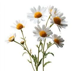 Fototapeta premium Cute Aesthetic White Flower Clipart Cutout for Creative Projects and Designs Featuring Delicate Daisies on a Clean Background