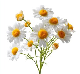 Fototapeta premium Beautiful White Flower Cutout Aesthetic Design on a Clean Background for Creative Projects and Floral Themes