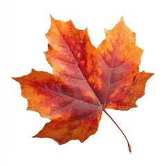 Obraz premium Fiery Autumn Maple Leaf Isolated on White Background Capturing Vibrant Seasonal Colors and Natural Beauty