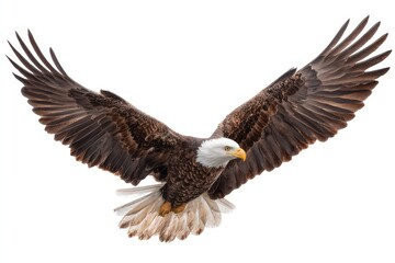 Obraz premium Majestic Bald Eagle Flying Toward Viewer with Wings Fully Spread in Standard Scale Capturing Nature's Splendor