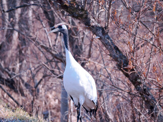Fototapeta premium 丹頂鶴のクローズアップ