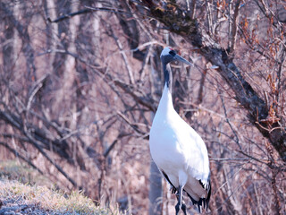 Fototapeta premium 丹頂鶴のクローズアップ