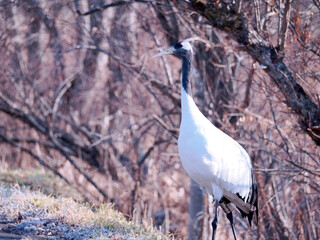 Fototapeta premium 丹頂鶴のクローズアップ