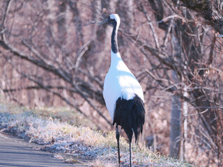 Fototapeta premium 丹頂鶴のクローズアップ
