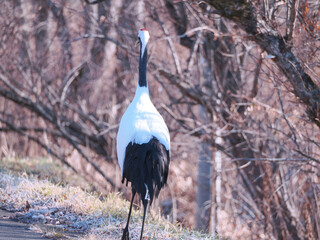 Fototapeta premium 丹頂鶴のクローズアップ