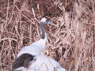 Fototapeta premium 丹頂鶴のクローズアップ