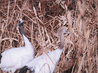 Fototapeta premium 親子の丹頂鶴