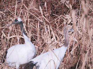 Fototapeta premium 親子の丹頂鶴