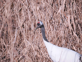 Fototapeta premium 丹頂鶴のクローズアップ