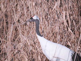 Fototapeta premium 丹頂鶴のクローズアップ