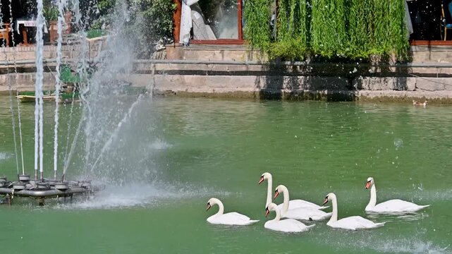 Swans and Fountain at Lyabi Khause Pond in Bukhara, Uzbekistan