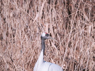 Fototapeta premium 丹頂鶴のクローズアップ