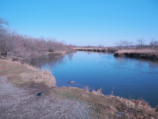 釧路湿原のスガワラ