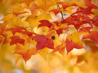 晩秋の美しいフウの紅葉